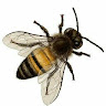 Profile picture of Bee